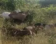 Продавам качествени ярета отгледани с грижа и в чиста среда, снимка 2