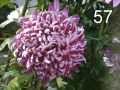 Разсад хризантеми 2, снимка 5