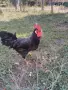 Петли Петел Черен Легхорн Leghorn, снимка 5