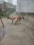 Белгийски овчарки, снимка 3