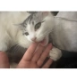 Търсим откраднатата ни котка Теа , снимка 5