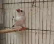 Продавам оризарки, снимка 1