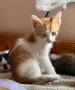 Котенца за осиновяване, снимка 6