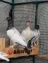 унгарски високолетачи бързаци, снимка 1