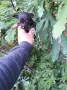 Мини пинчер чета и чупинперчета, снимка 4