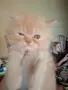 Уникални персийски котенца , снимка 9