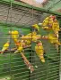 розовобузи неразделки , снимка 4