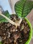 Хоя Ranauensis, снимка 2