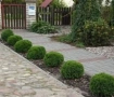 Кълбовидна туя "Тини-Тим ", снимка 1