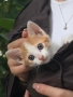 Подарявам котенца, снимка 1