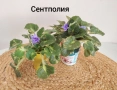 Комплект оm 12 Стайни Растения (Вкоренени), снимка 12