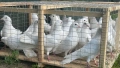 Пазарджишки , снимка 2