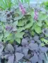 Босилек ocimum basilicum, снимка 1