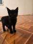 Подарявам котенца, снимка 4
