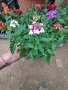 Вербена няколко цвята , снимка 3
