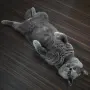 Чистокръвен британец за разплод, снимка 3