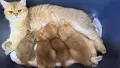 Британски късокосмести златни чинчили, снимка 5