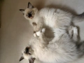 Чистокръвни котенца Ragdoll, снимка 1