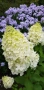 Хортензия метличеста „Полярна мечка“, Hydrangea paniculata 'Polar Bear', снимка 5
