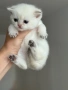 Британски котета, снимка 5