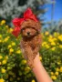 Той Пудел /Poodle Toy / , снимка 2