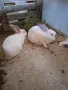 Зайци на 3 месеца мъжки , снимка 7