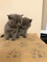 БРИТАНСКИ КЪСОКОСМЕСТИ КОТЕТА, снимка 10