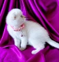 Скоттиш Фолд със сини очи , снимка 6