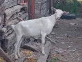 Продавам женско яре за тамазлък на 4 месеца , снимка 1