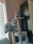 Британски късокосмести котета, снимка 4