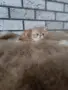 Екзотично късокосместо коте 😻, снимка 8