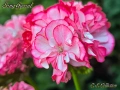 Комплект сортови мушката: Dresden Pink и Song Gyeoul, снимка 1