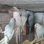 Различни видове птици , снимка 6