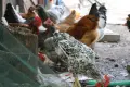 Пилета/Кокошки Кръстоска , снимка 10