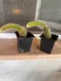 Кактус Cleistocactus colademononis , снимка 2
