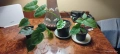 Филодендрон (Philodendron) - Monstera adansonii + още три, снимка 2