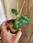 Хоя sp.aff.Forbesii Round Leaves, снимка 2