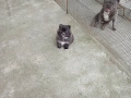 Женски Померан. , снимка 4