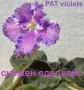 Saintpaulia Сейнтполия Сентполия African Violet Aфриканска теменужка стайна теменужка Фiалка цветя, снимка 1