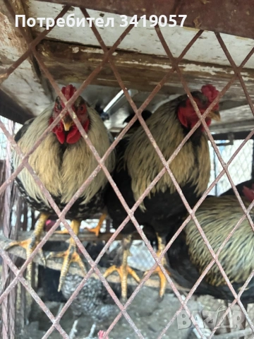 Продавам петели , снимка 5 - Кокошки и пуйки - 54335313