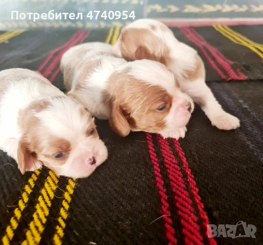 КУЧЕНЦА Кавалер Кинг Чарлс шпаньол, снимка 6 - Други - 54825521