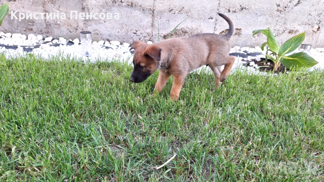 Белгийска овчарка , снимка 2 - Други - 54857837