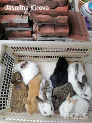 Зайчета на 1 месец!!! , снимка 2 - Други - 54238359