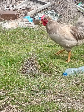 млади петлета , снимка 8 - Кокошки и пуйки - 54019327