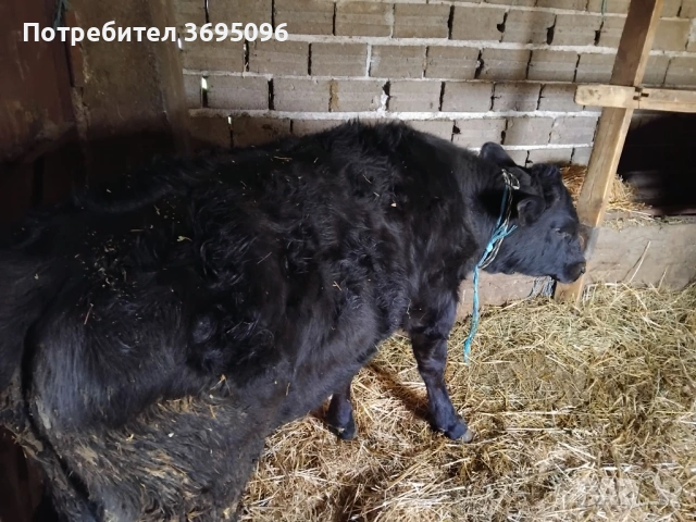 Продавам две телета мъжки 