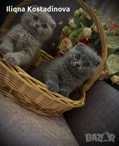 Малки клепоухи пухчета , снимка 3 - Британска късокосместа - 54961101