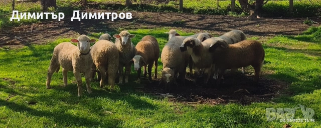 агнета , снимка 2 - Овце - 54095749