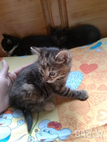 Кафяво тигрово женско коте на 50 дни - Перник, снимка 2 - Други - 54807142