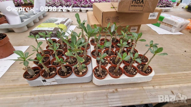 ПУСТИННА РОЗА - АДЕНИУМ, снимка 7 - Разсади - 54906149