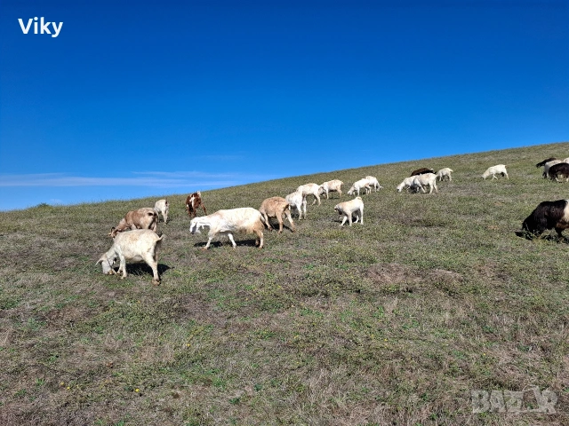 натурално козе мляко, снимка 14 - Кози - 54155662